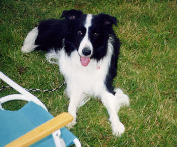 Harley the Border Collie