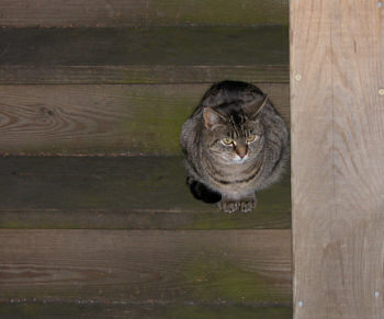 Cassie waits for her diinner ...