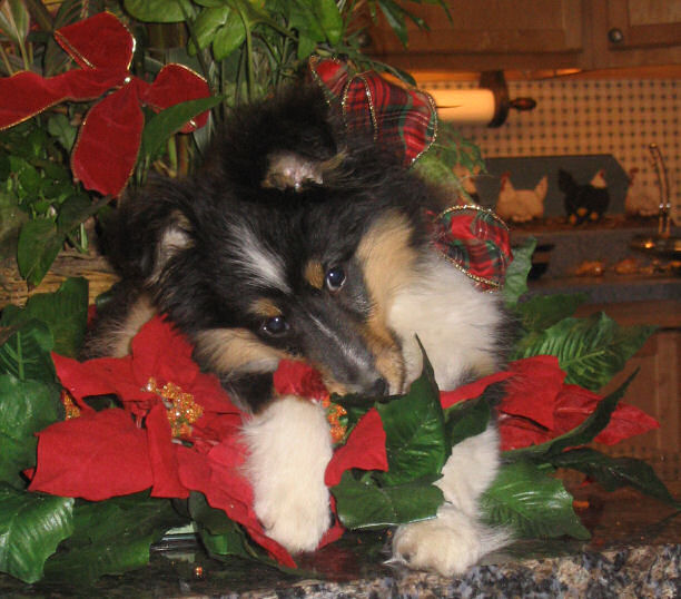 Christmas puppy