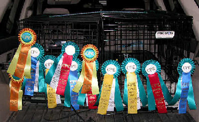 cpe agility trial ribbons