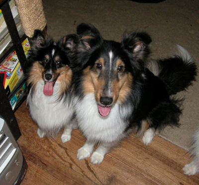 raven is half the size of Jayda