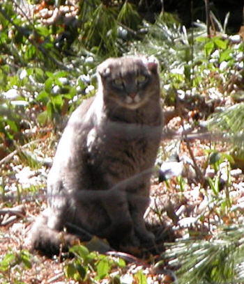 Hat - the feral cat with scarred ears