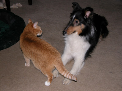 Jasmine the cat playing with Jayda the sheltie