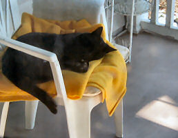 Feral cat napping on my porch