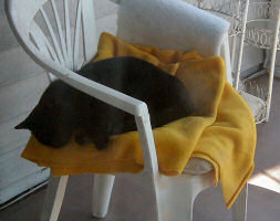 Kit the Cat, taking a nap