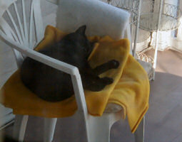 I could get used to this comfy life!