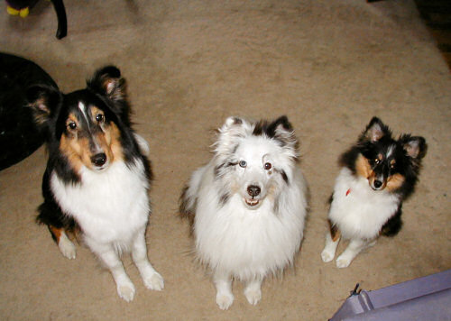 Large, Medium and Small shelties