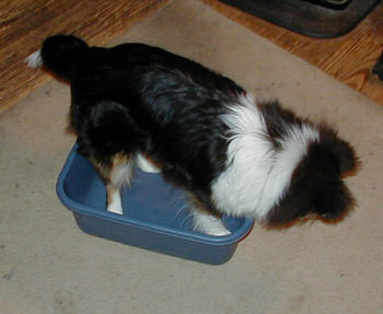 Puppy in a tub trick