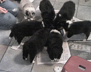 Puppy dinnertime