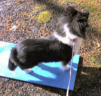 Raven meets the board