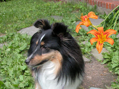 Raven and the tiger lillies