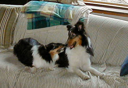 Funny picture of 2 Shelties playing