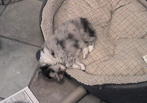 sleepy bi blue puppy